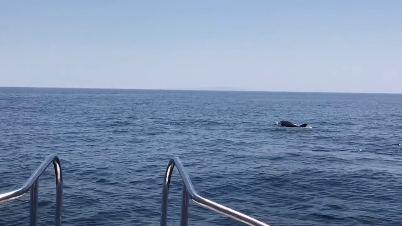 Dupini Primosten 2018