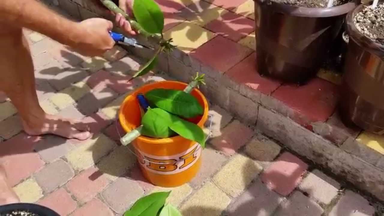 Plumeria Stecklinge schneiden