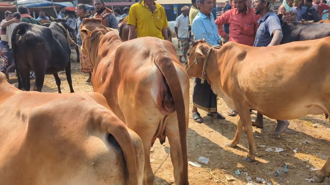 আজ ০৪/০২/২০২৬ || গাভিন গরুর ভিডিও দাম দর সোনাইচন্ডী হাট চাপাইনবয়াবগঞ্জ জেলা #গরুর_হাট 