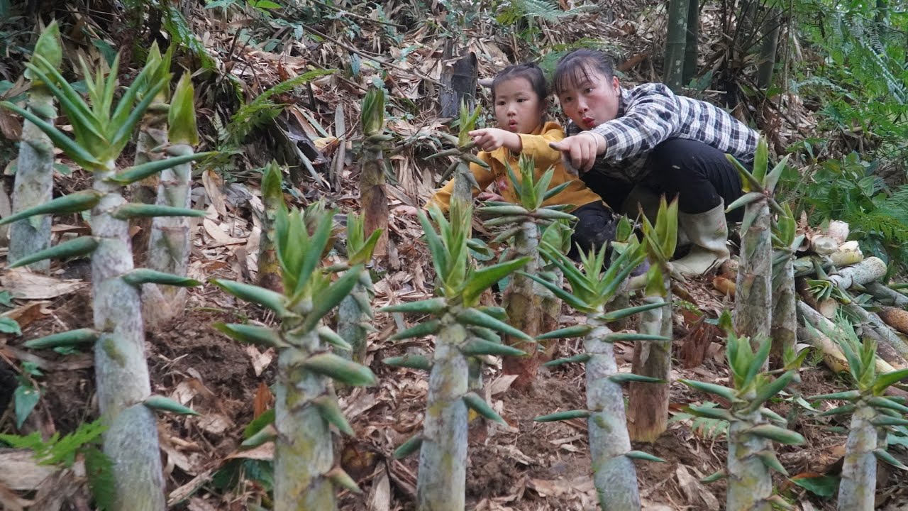 A day living in the forest with my daughter, Harvest many baskets of bamboo shoots to sell.