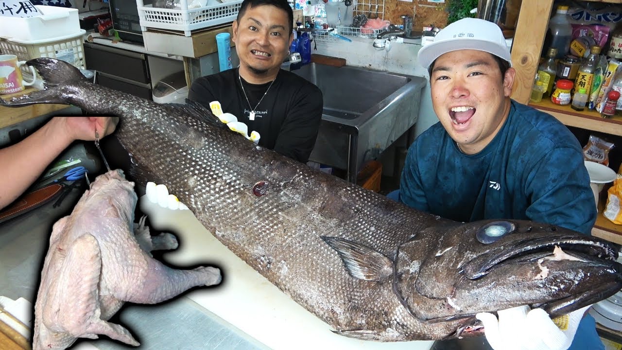 全身の90%大トロ深海魚捌いて調理してみた
