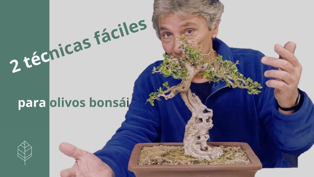 2 técnicas fáciles y efectivas para densificar tu olivo bonsái. ¡Ponlas en práctica!