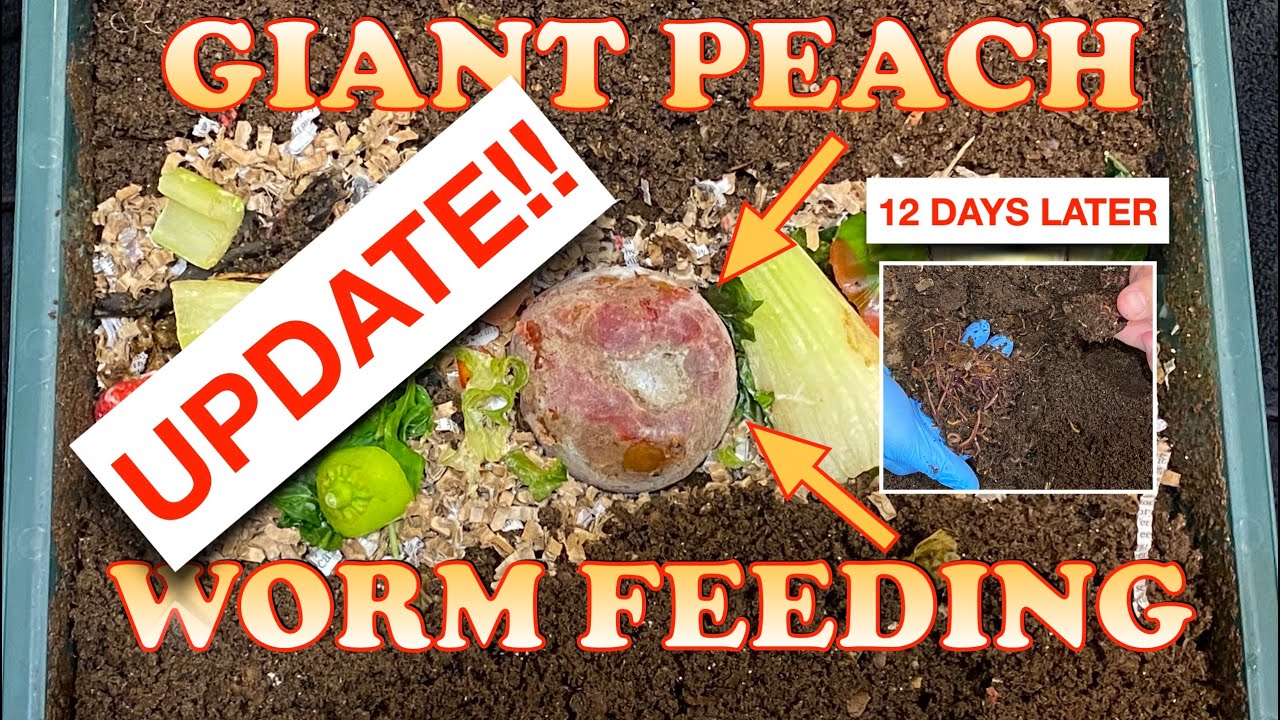 4000 Red Wigglers Vs Whole Peach Update!! + Hurricane update | Vermicompost Worm Farm