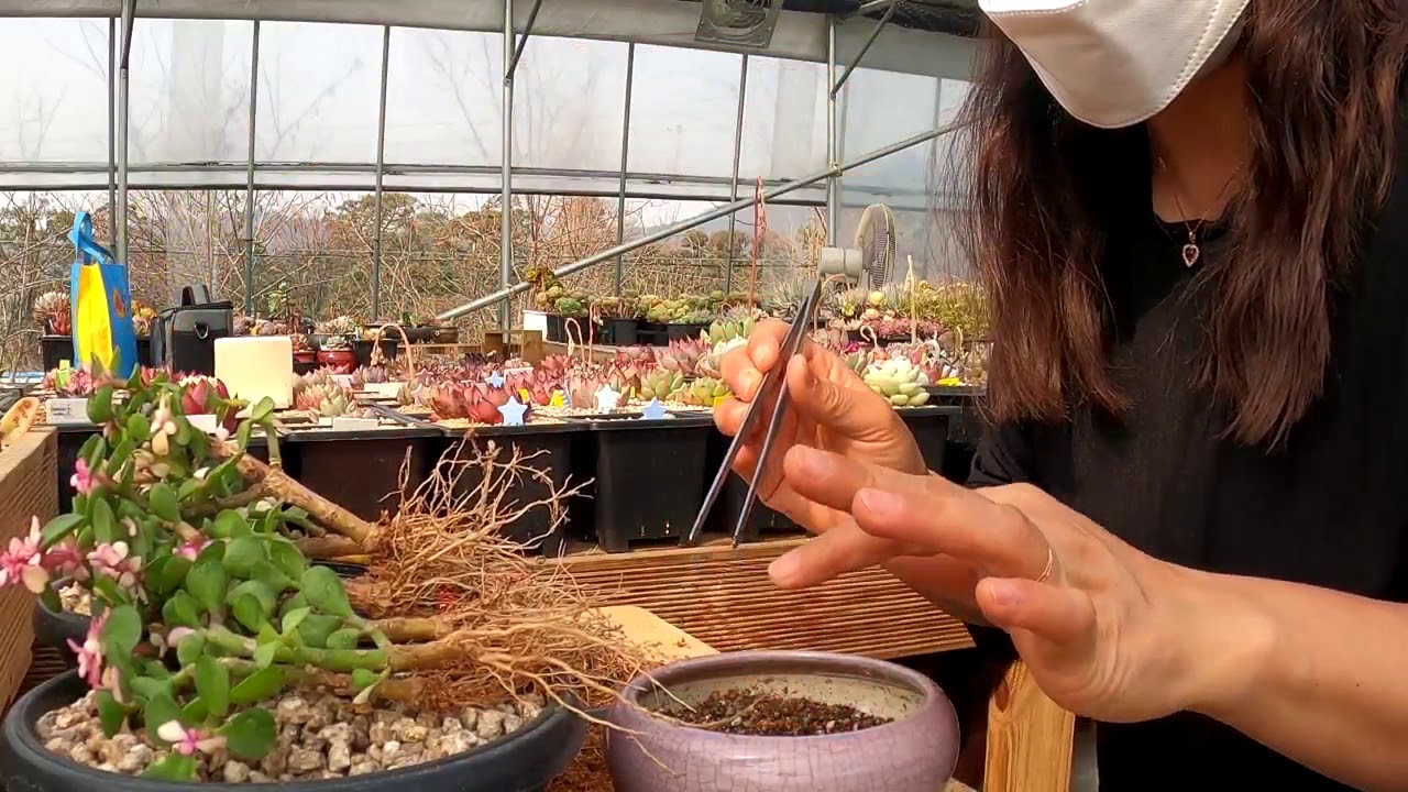 사랑무 분갈이해요.
