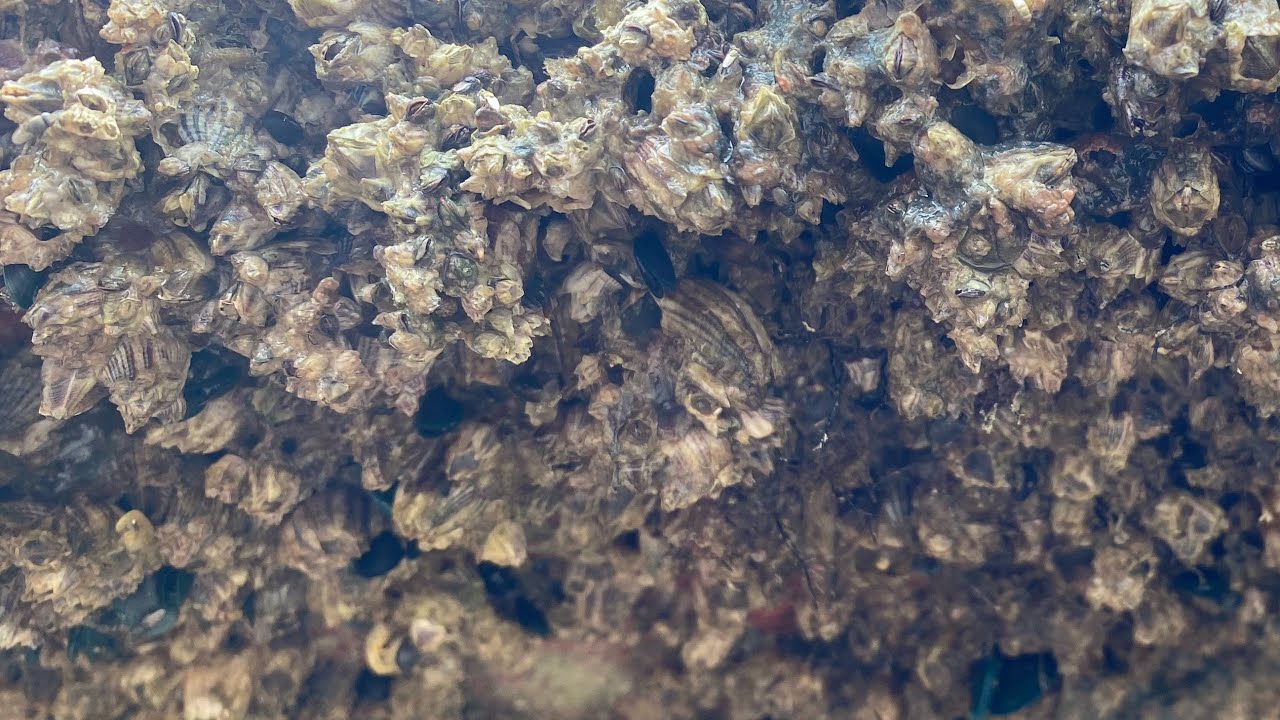 Barnacle Removal ASMR - Deep Boat Cleaning Satisfaction (130)