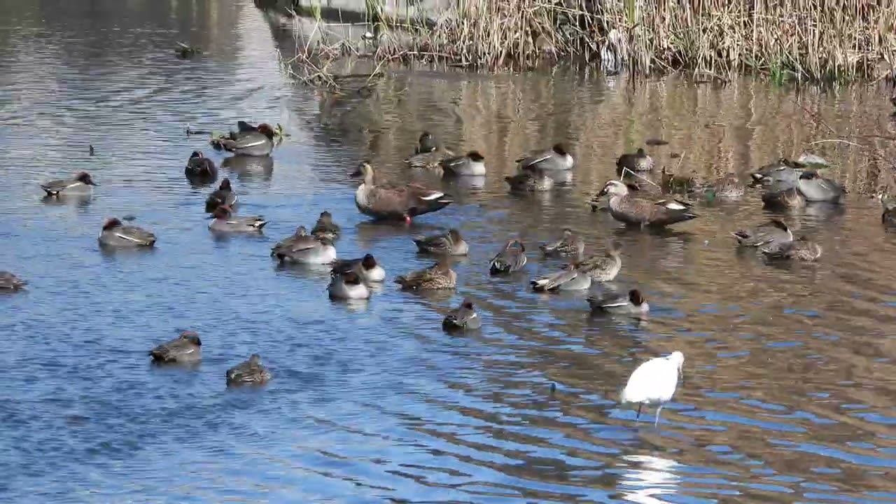 山梨県　常永川【お写歩カメラ】マガモがいっぱい