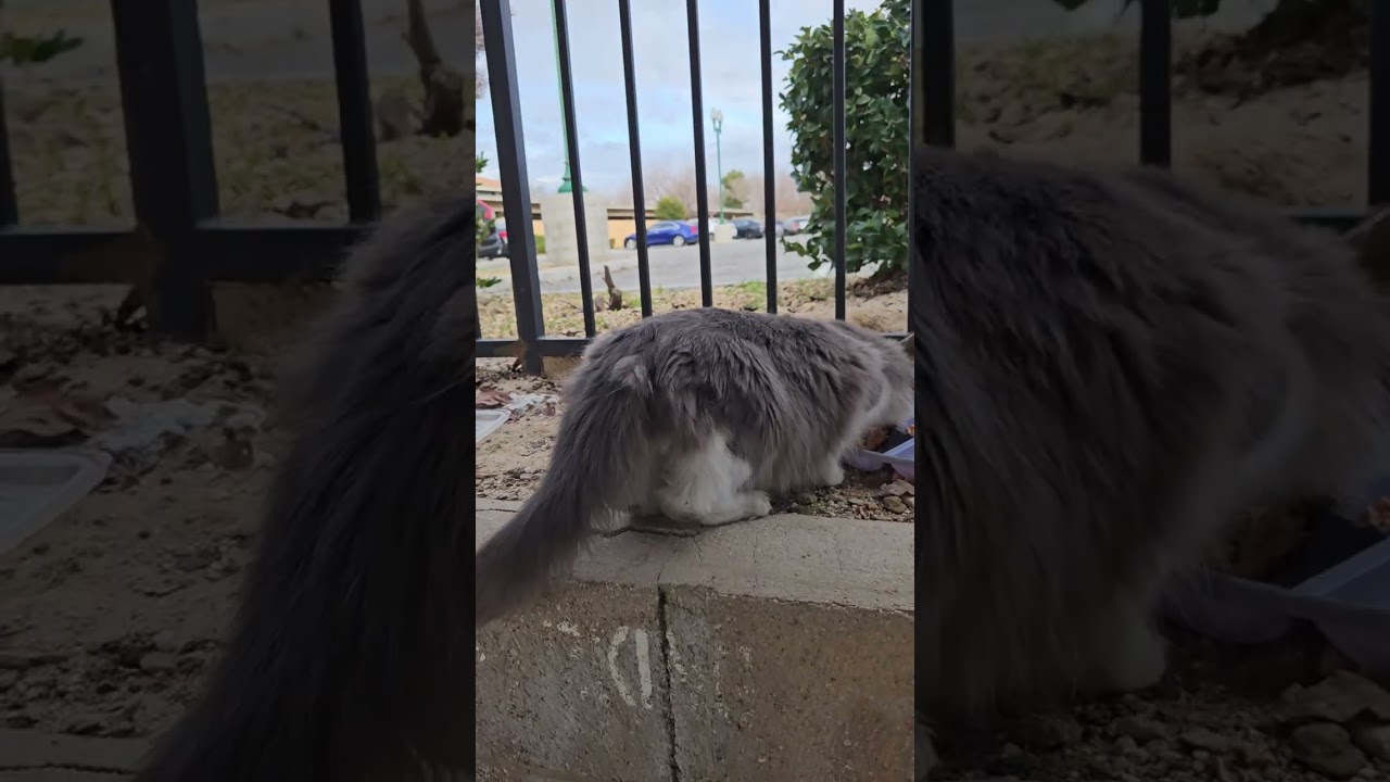 Thursday, January 22nd; Stray Cats Edition. 