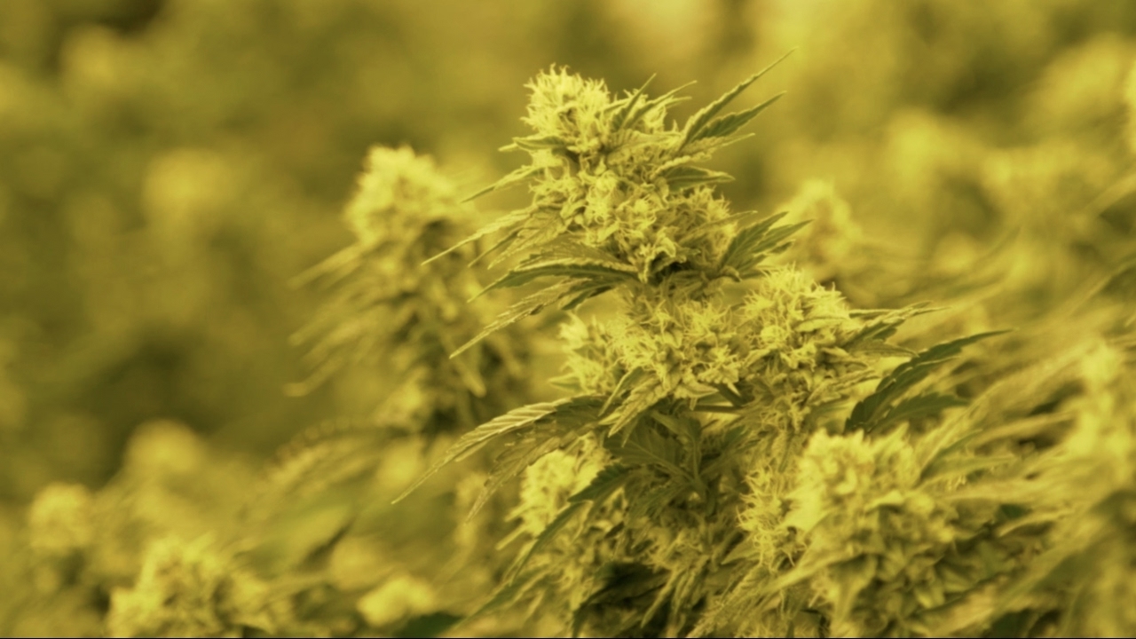 Cannabis chemical could help kids with epilepsy