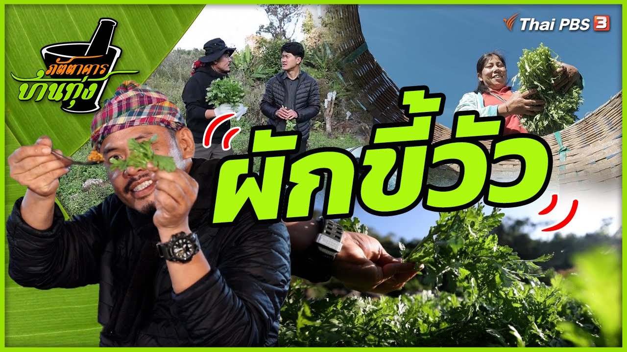 ผักขี้วัว | ภัตตาคารบ้านทุ่ง