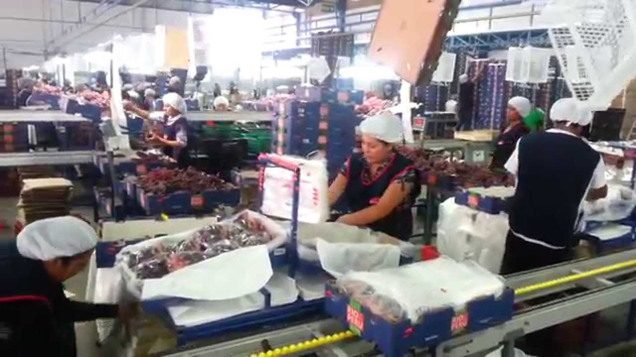 Campaña de Uva de Mesa en Ica (Perú): Agroempaques Safco a toda máquina