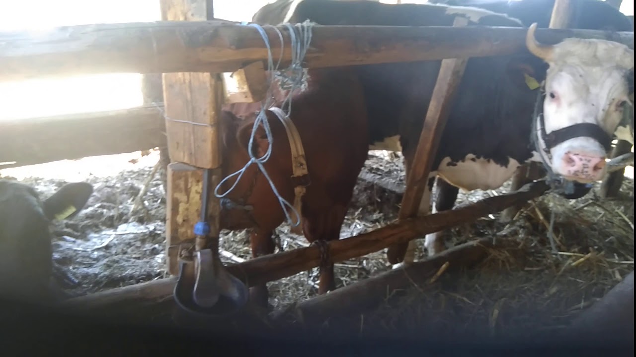 Mi-am cumpărat aparat anti tătari și anti muște.