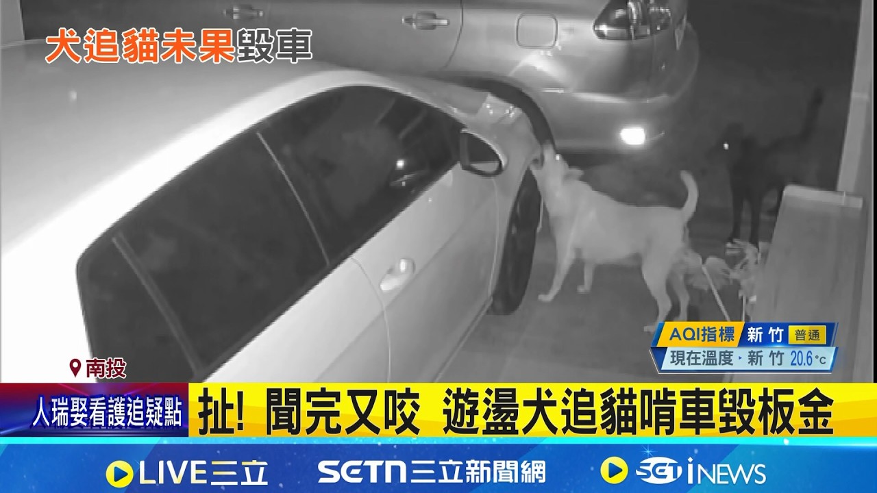 扯! 聞完又咬 遊盪犬追貓啃車毀板金｜三立新聞網 SETN.com