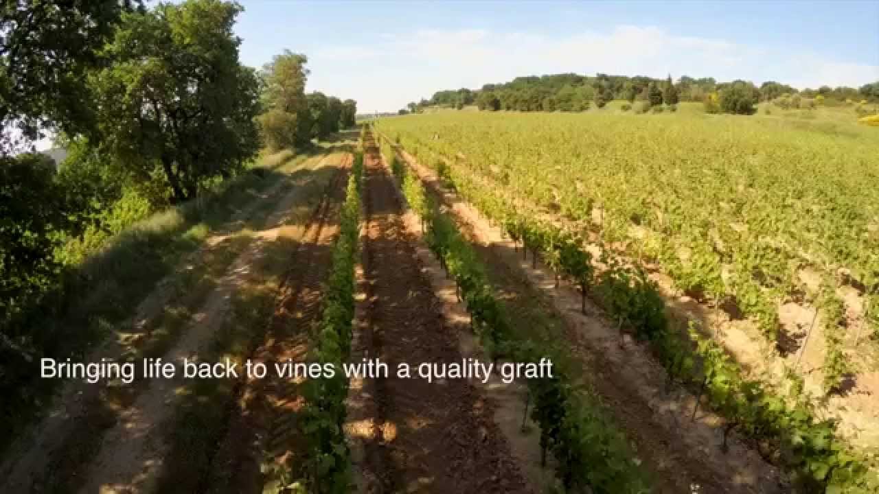 WORLDWIDE VINEYARDS CORPORATE VO