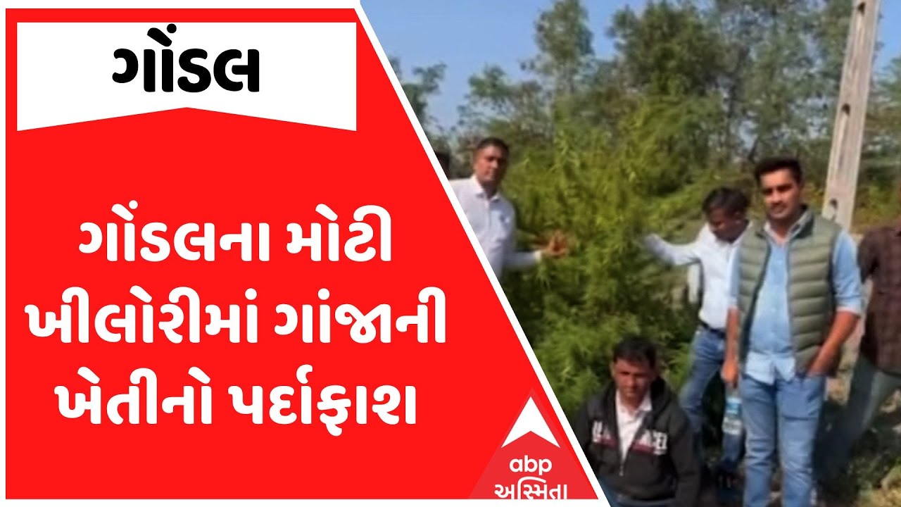 Gondal Police | ગોંડલના મોટી ખીલોરીમાં ગાંજાની ખેતીનો પર્દાફાશ, જુઓ અહેવાલ