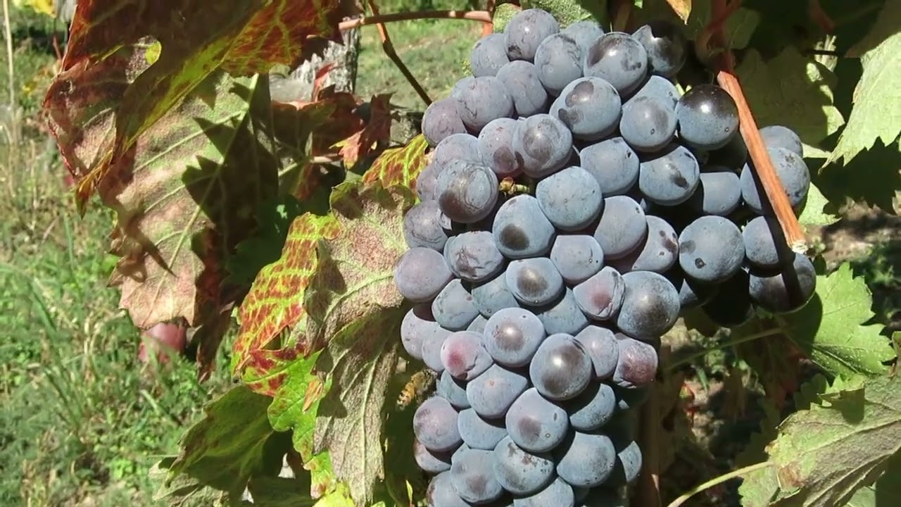 Cantina Ognissanti
