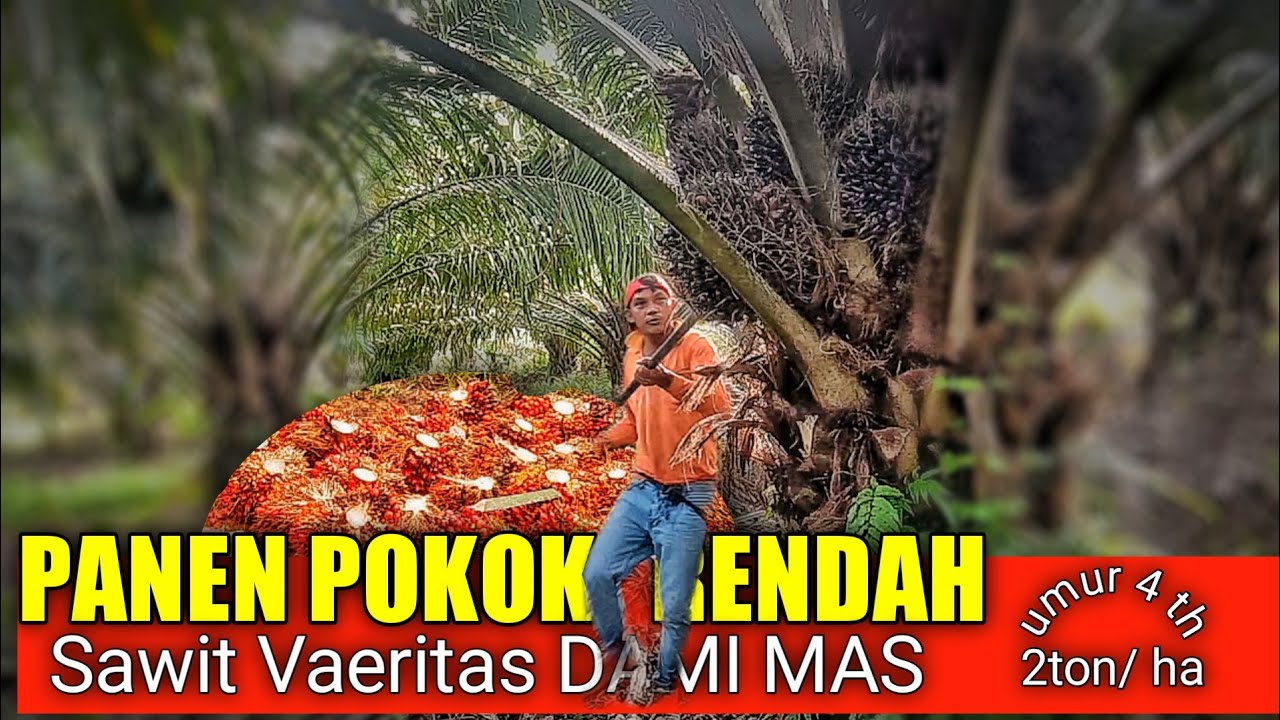 Panen Pokok rendah || Dami Mas umur 4 tahun #kelapasawit