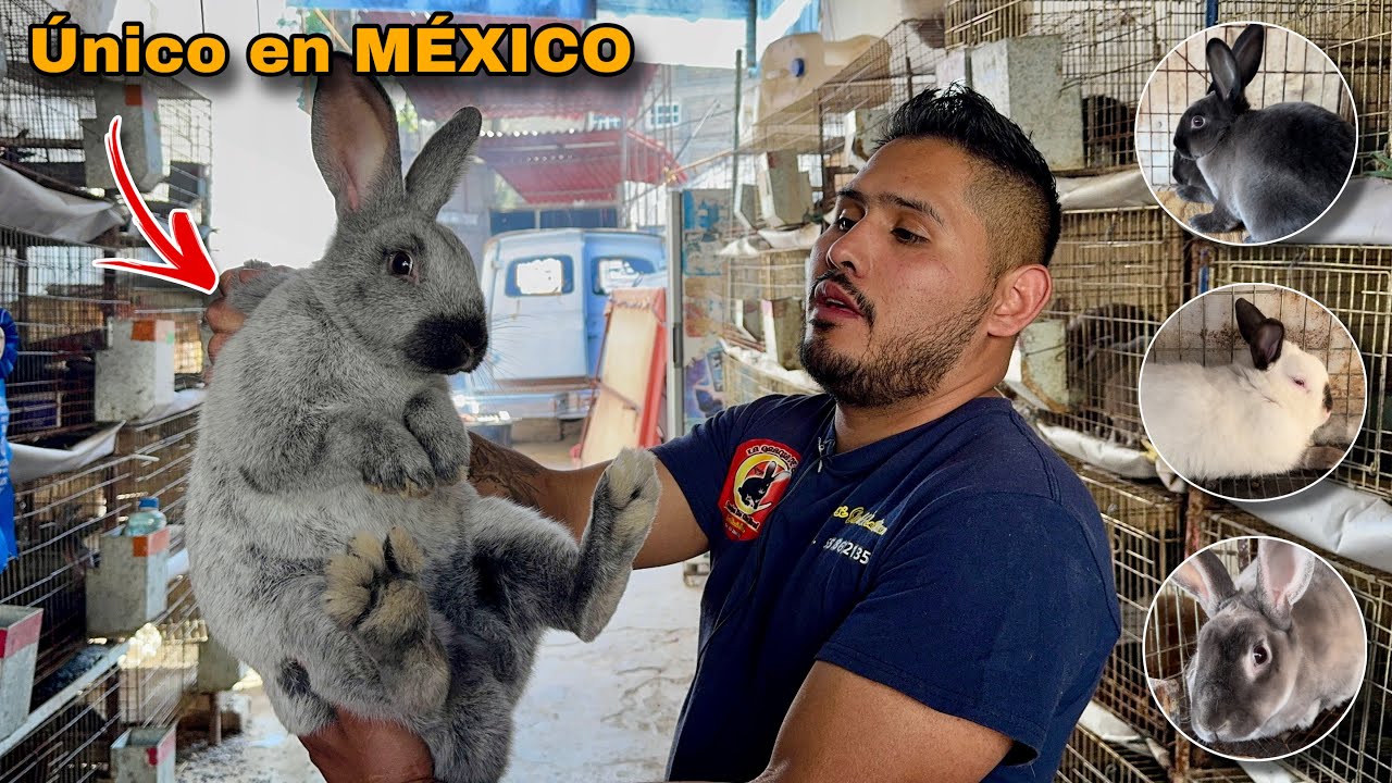 Conocer las razas más RARAS DEL PAÍS (ÚNICA EN MÉXICO) 🐰🤠