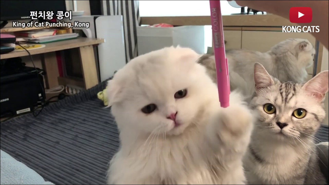 Super Power Cat Punch | Ep4. Boxing champion cat's mad skill