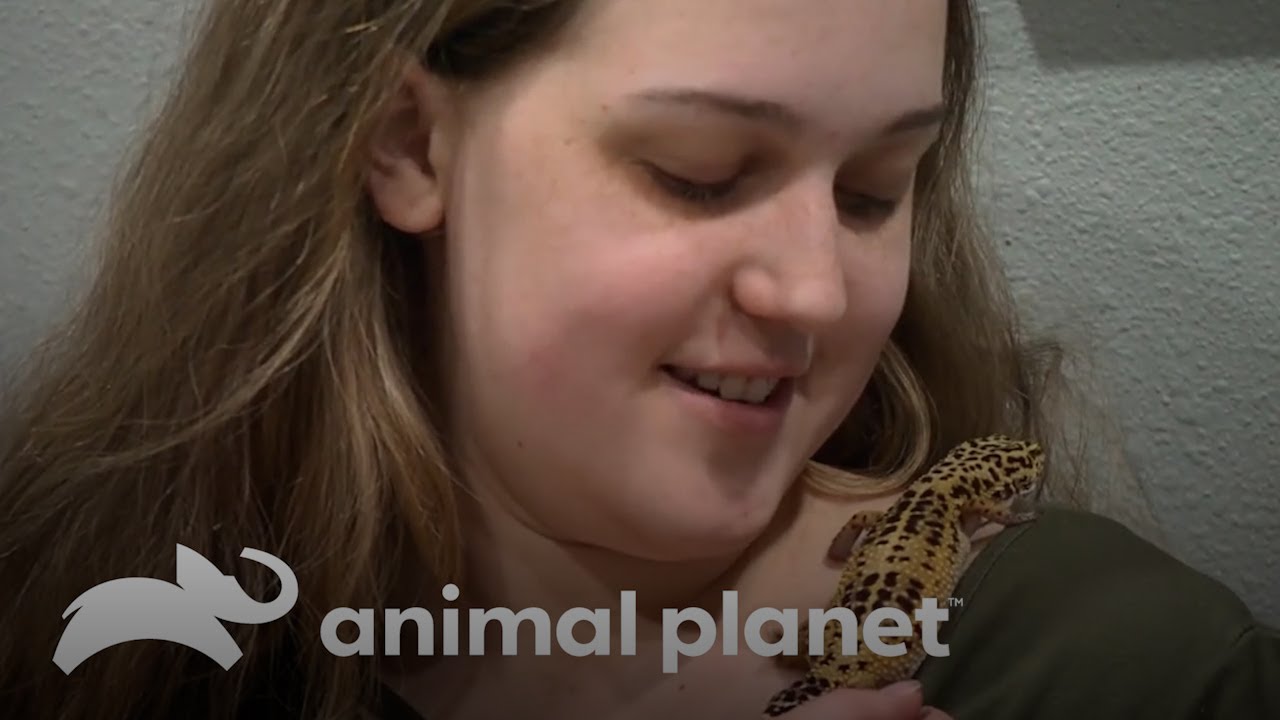 Revisión veterinaria de un gecko leopardo | Dr. Jeff, Veterinario | Animal Planet Latinoamérica