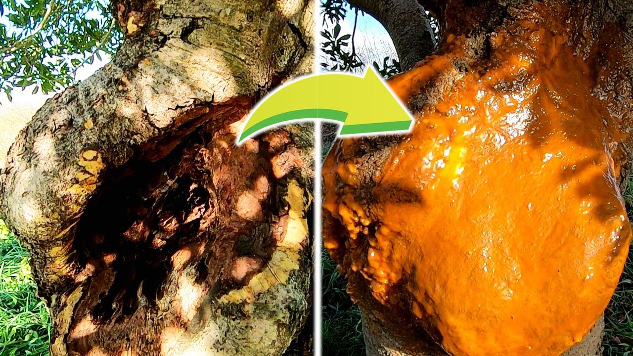 樹木の穴を補修　Repair tree holes