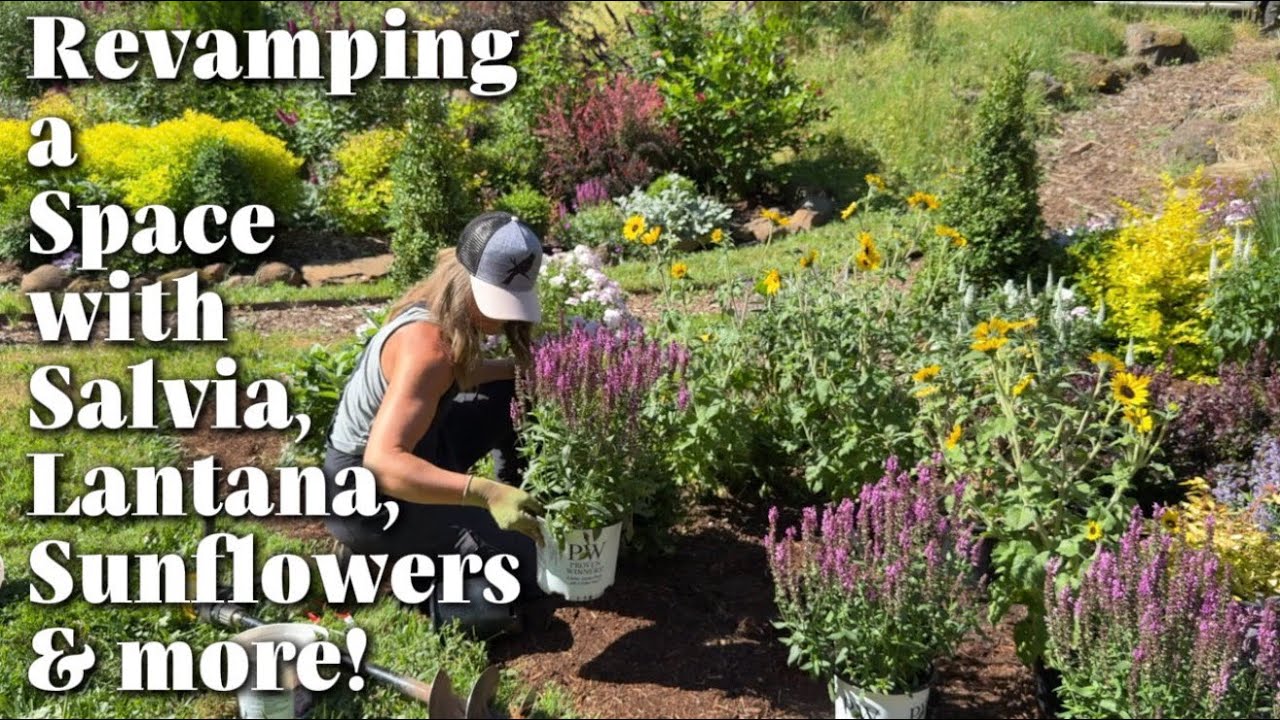 Planting Suncredible Sunflowers, Salvia, Lantana & Buddleia to Revamp a Space in the Lower Garden