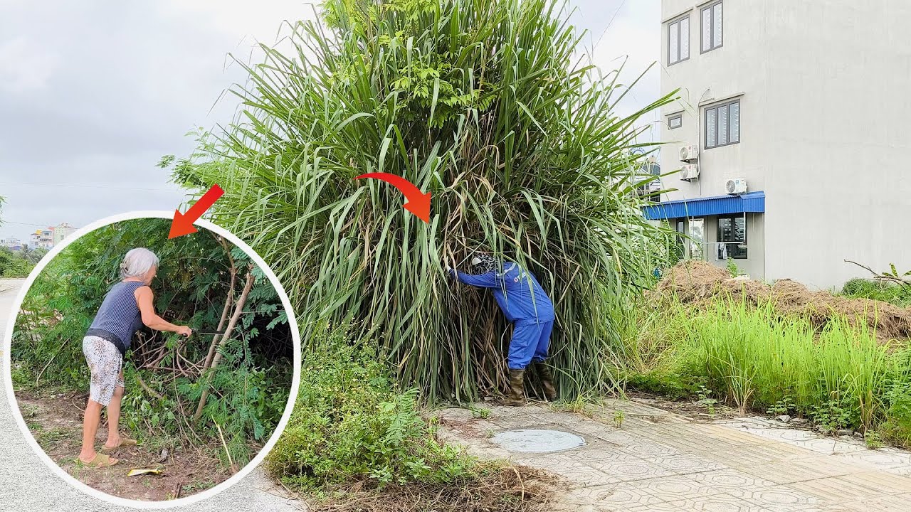 Retired Teacher Joins Us to Clear Abandoned Sidewalks with Giant Grasses – Guess Her Age!