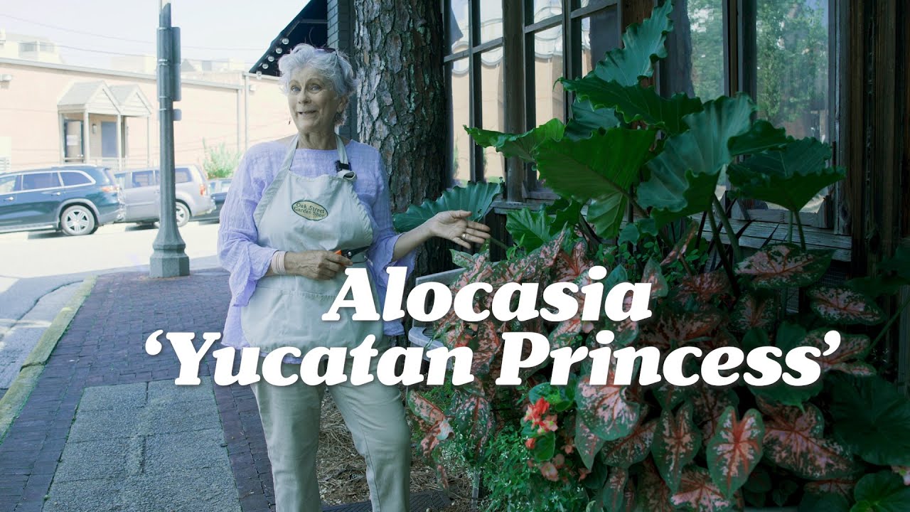 Yucatan Princess: A Beauty!