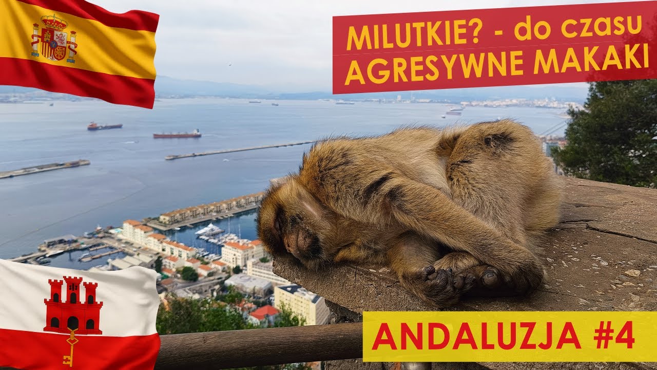 Małpa nas zaatakowała🐒! Gibraltar i Tarifa – tego się nie spodziewaliśmy 🌊