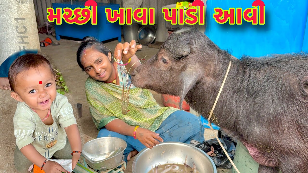 મંગુ આજ ટીટમ ખાવા આવી 🐃🦞 gam ma gaya 🚜 dhanji ni moj