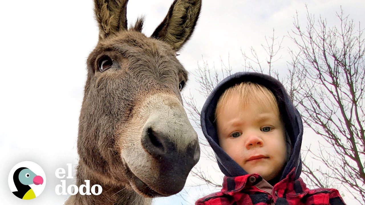 Burro no puede dejar de seguir a su nuevo hermano humano | Almas Gemelas | El Dodo