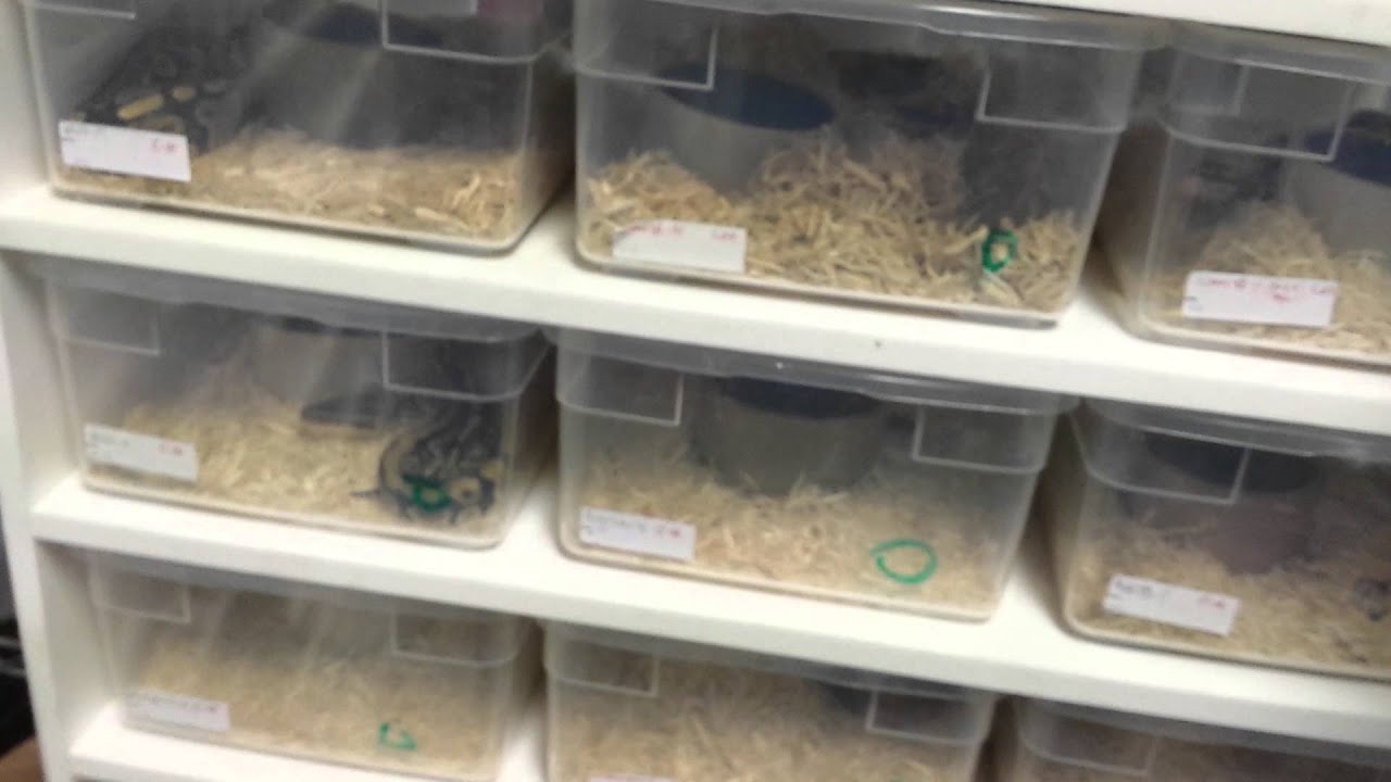 For Sale Ball Pythons -Our first video display on the snakes for sale.