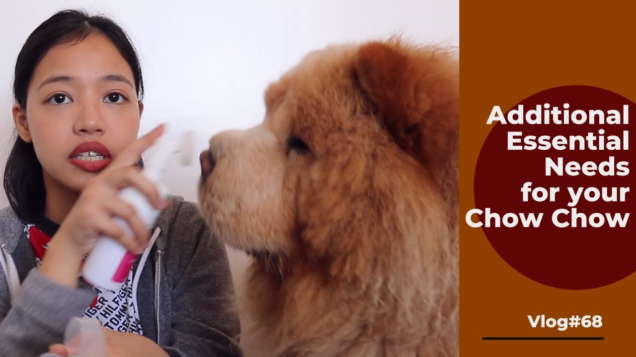 CHOW-CHOW ADDITIONAL ESSENTIALS - Things I cannot live without taking care of my dog (Vlog#68)