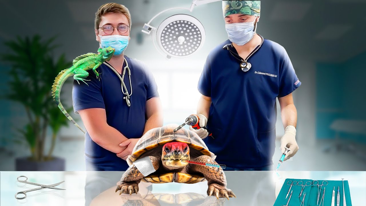 On OPÈRE une TORTUE et on récupère les REPTILES du 14000L !