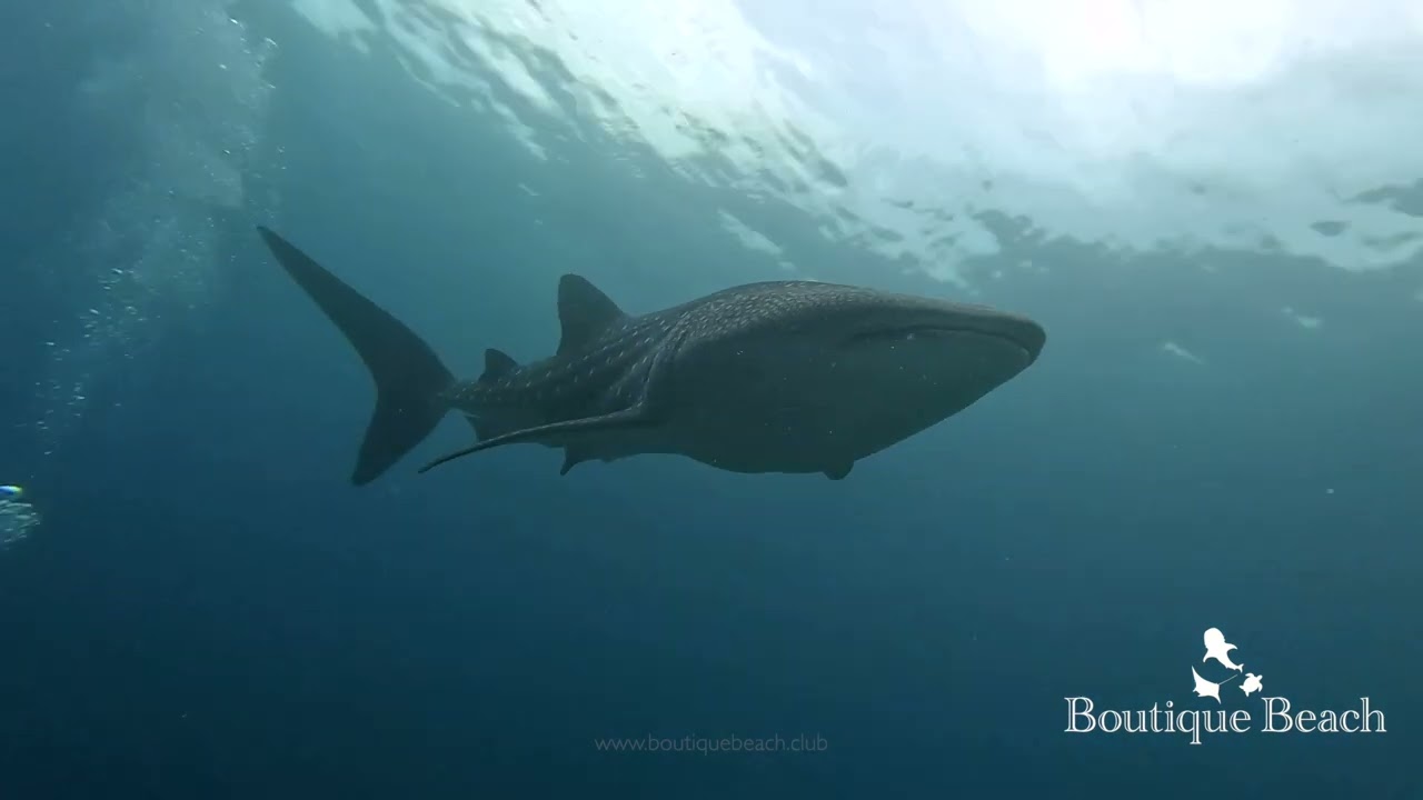 22.03.25 - W H A L E  S H A R K Dives at Bodufinulhoo Thila & Kudarah Thila near Dhigurah - Maldives