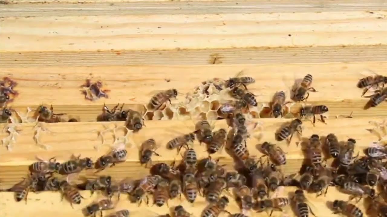Instructional Video 5: Releasing a Caged Queen