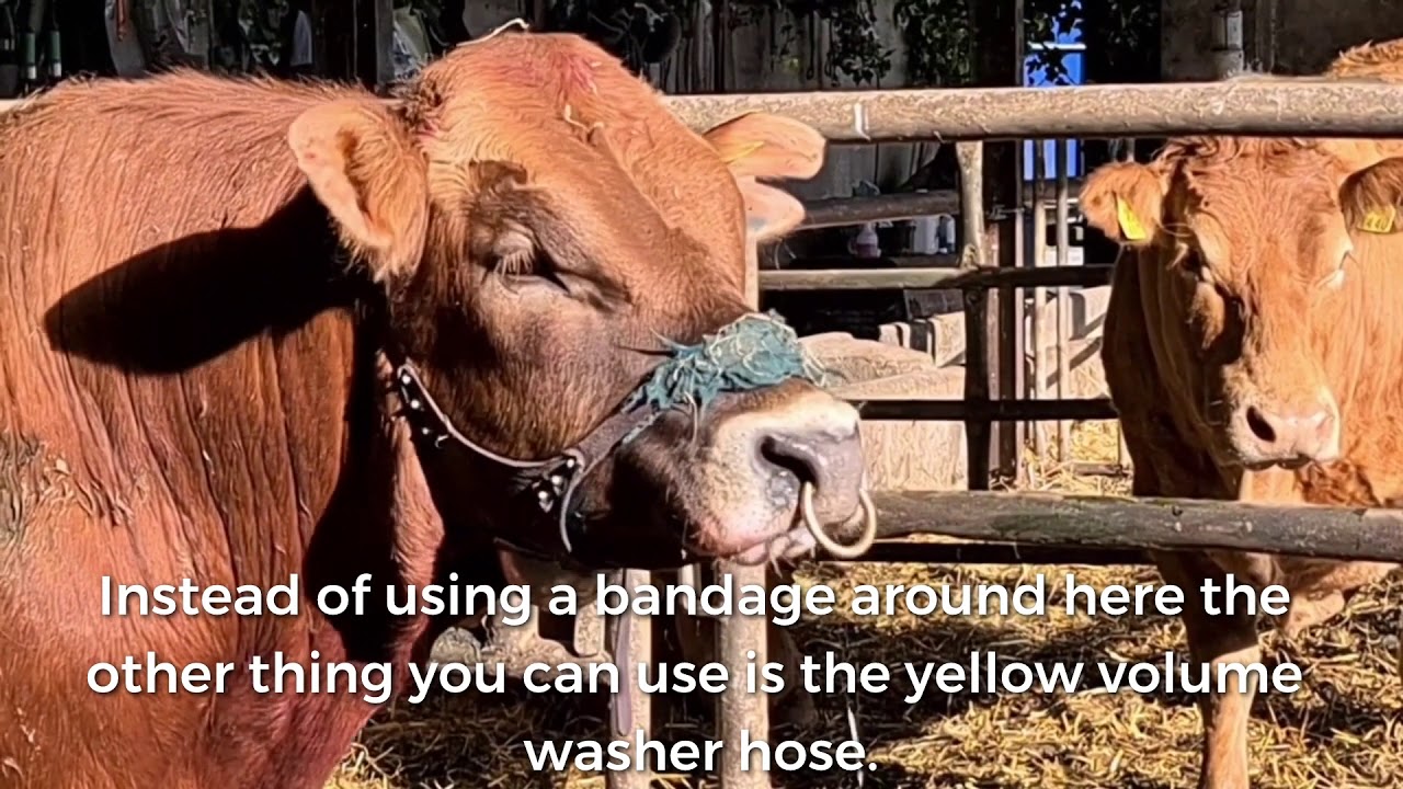Vasectomised Bull as a Method for Heat Detection