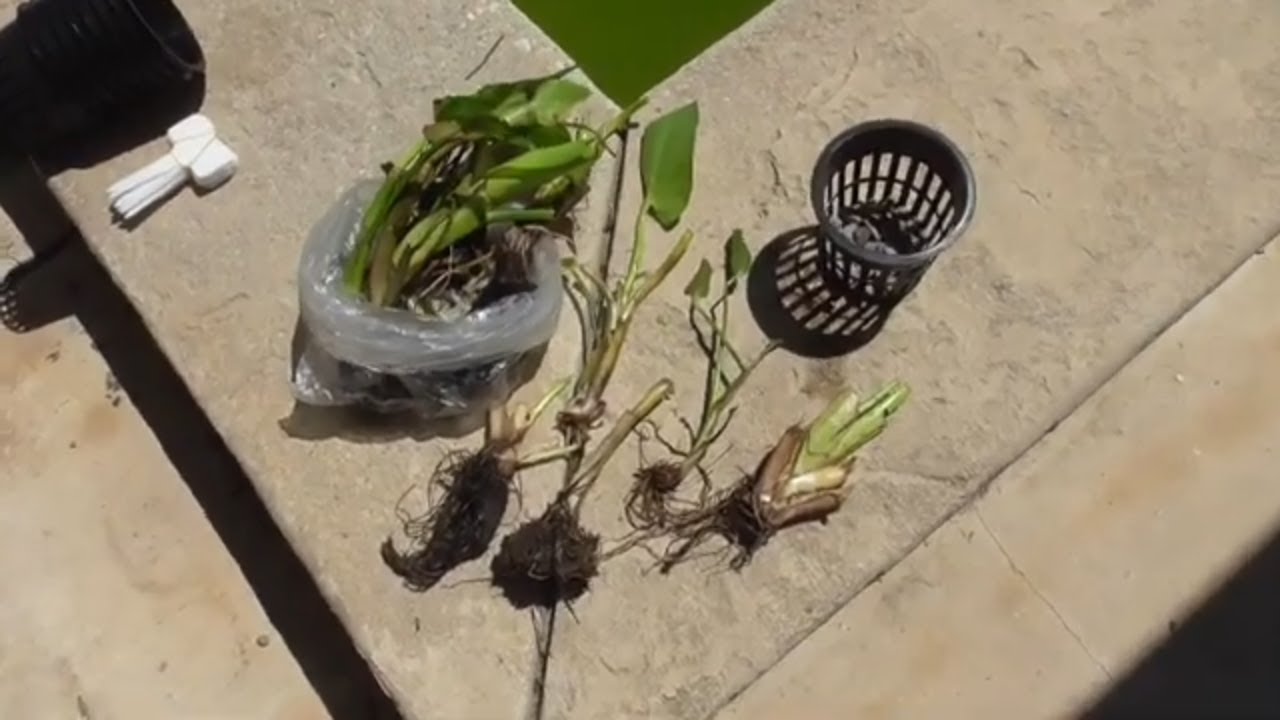 Swimming Pool to Natural Pond Conversion - Episode #2