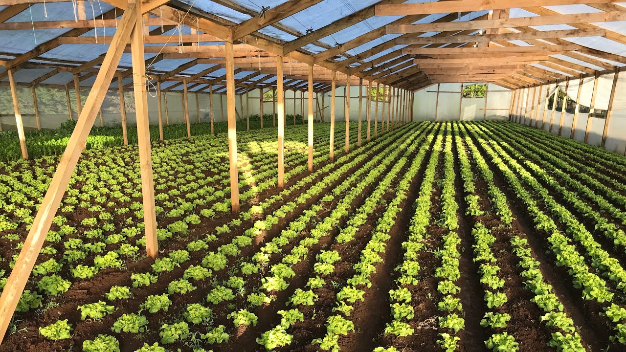 Cultivo de 20 mil lechugas