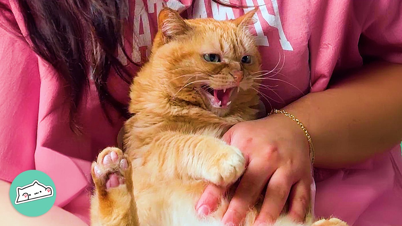 Tiny Dwarf Cat Found In Garden Is Talking Up A Storm  | Cuddle Buddies