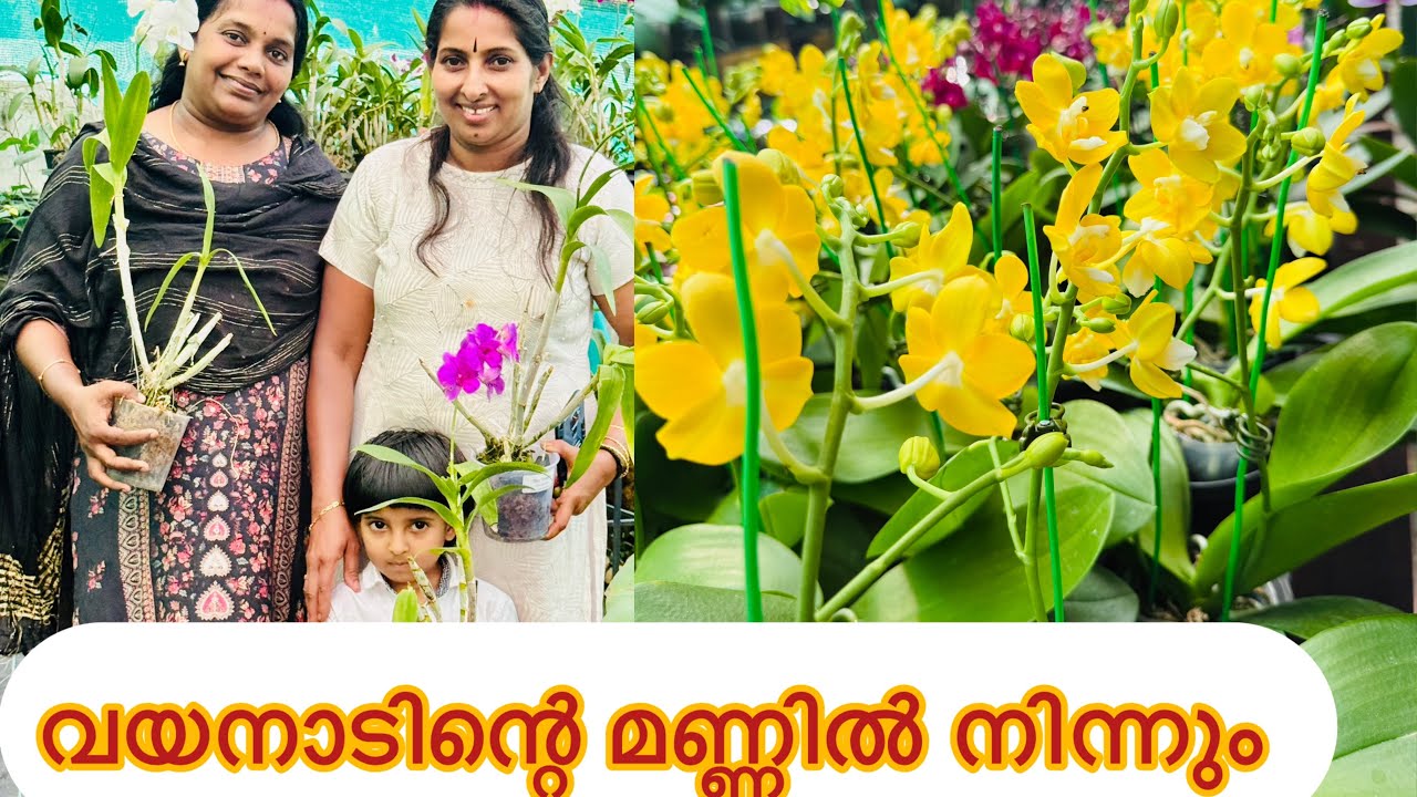 ഓഫറിൽ ഫലനൊപ്സിസ് വിൽക്കുന്നയിടം 