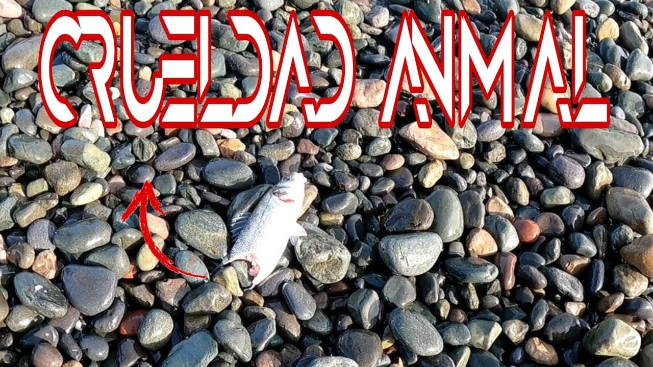 LUBINAS En Otoño Rockfishing , con Paseante de Aliexpress BRUTALIDAD MARINA en Canarias