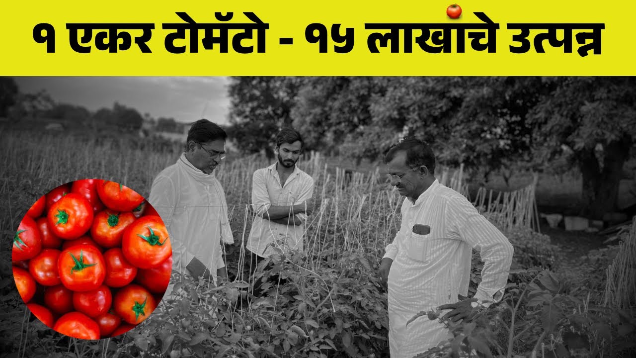 “टोमॅटोचं अर्थकारण – संपूर्ण खर्च व कमाई”