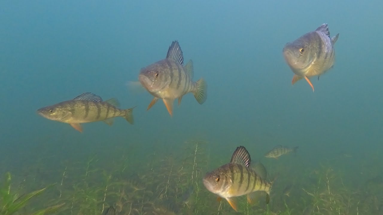 Fall Perch Fishing