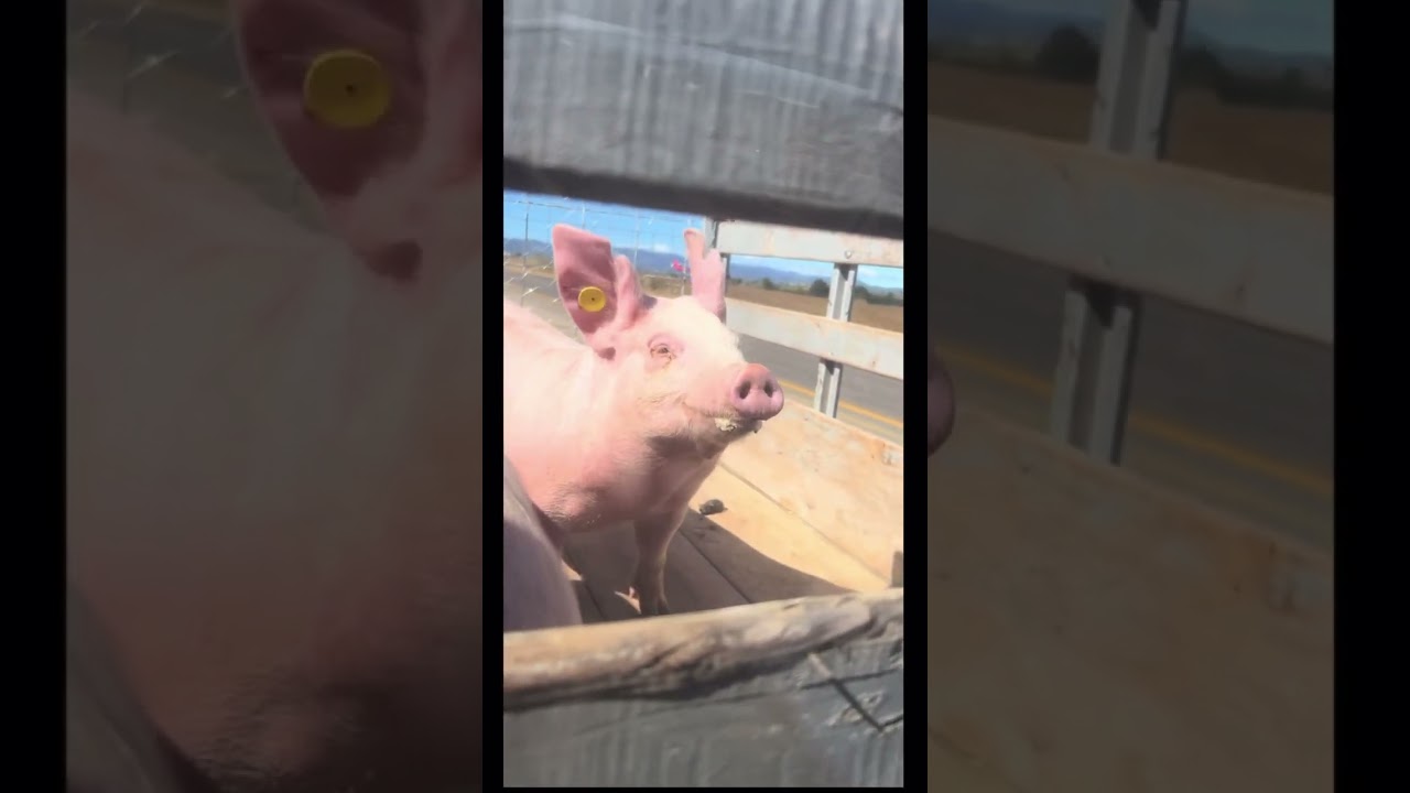 Poor pig🤫 