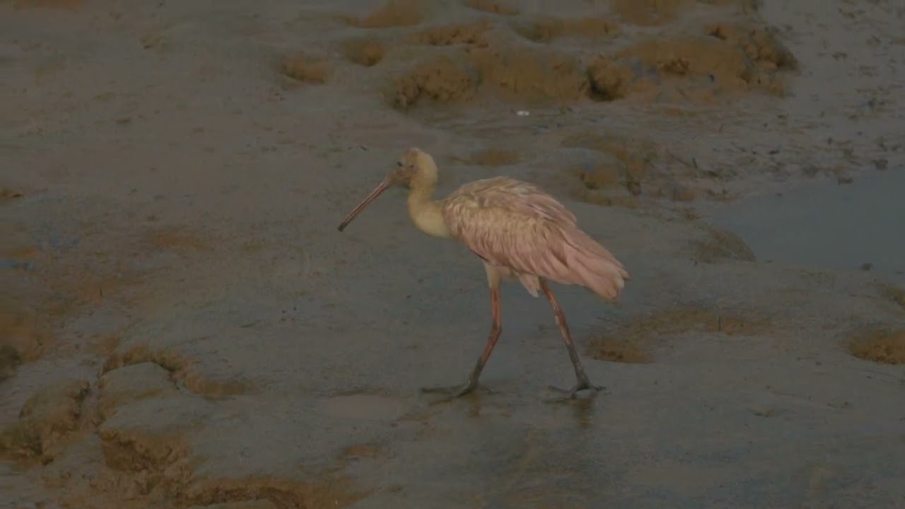 Spatule ros&eacute;e au vieux port de Cayenne au milieu des aigrettes