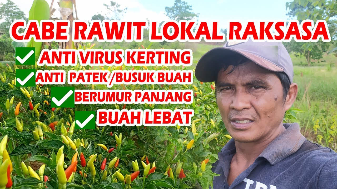 Tanpa Modal ‼️ Membuat Benih Cabe Rawit Unggulan Sendiri PART.1