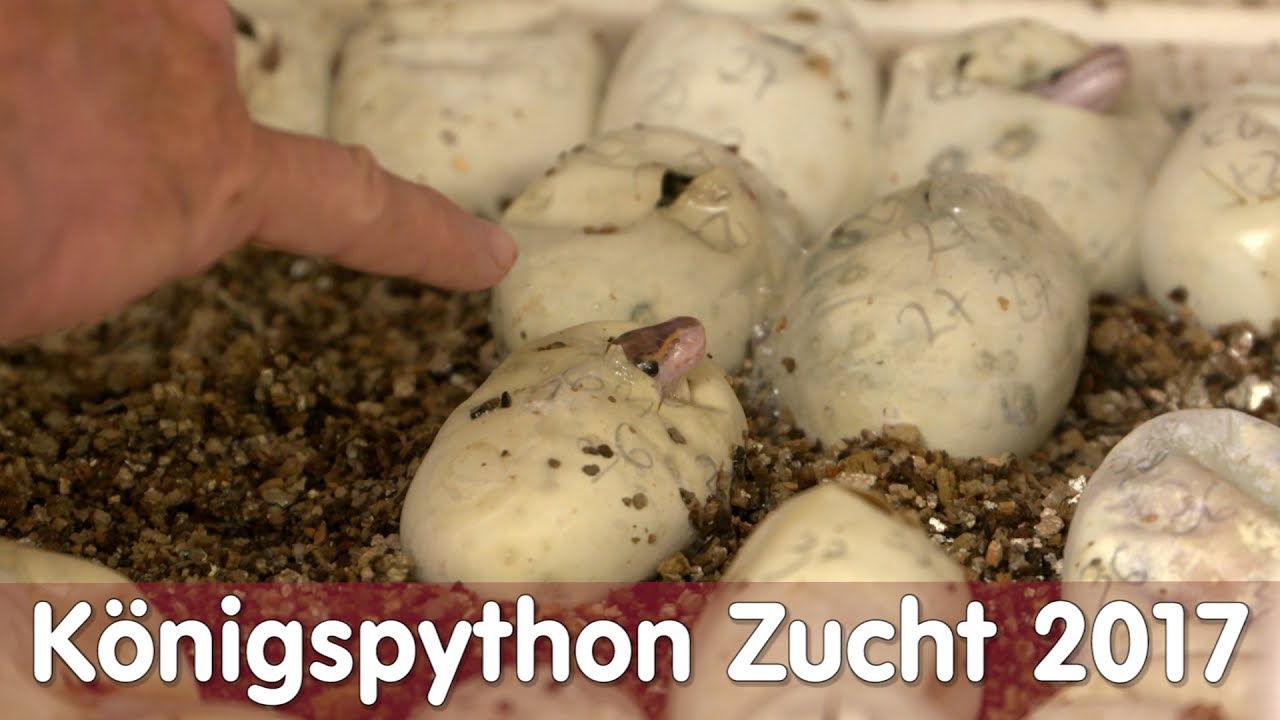 Reptil TV - Folge 105 - Königspython Zucht 2017