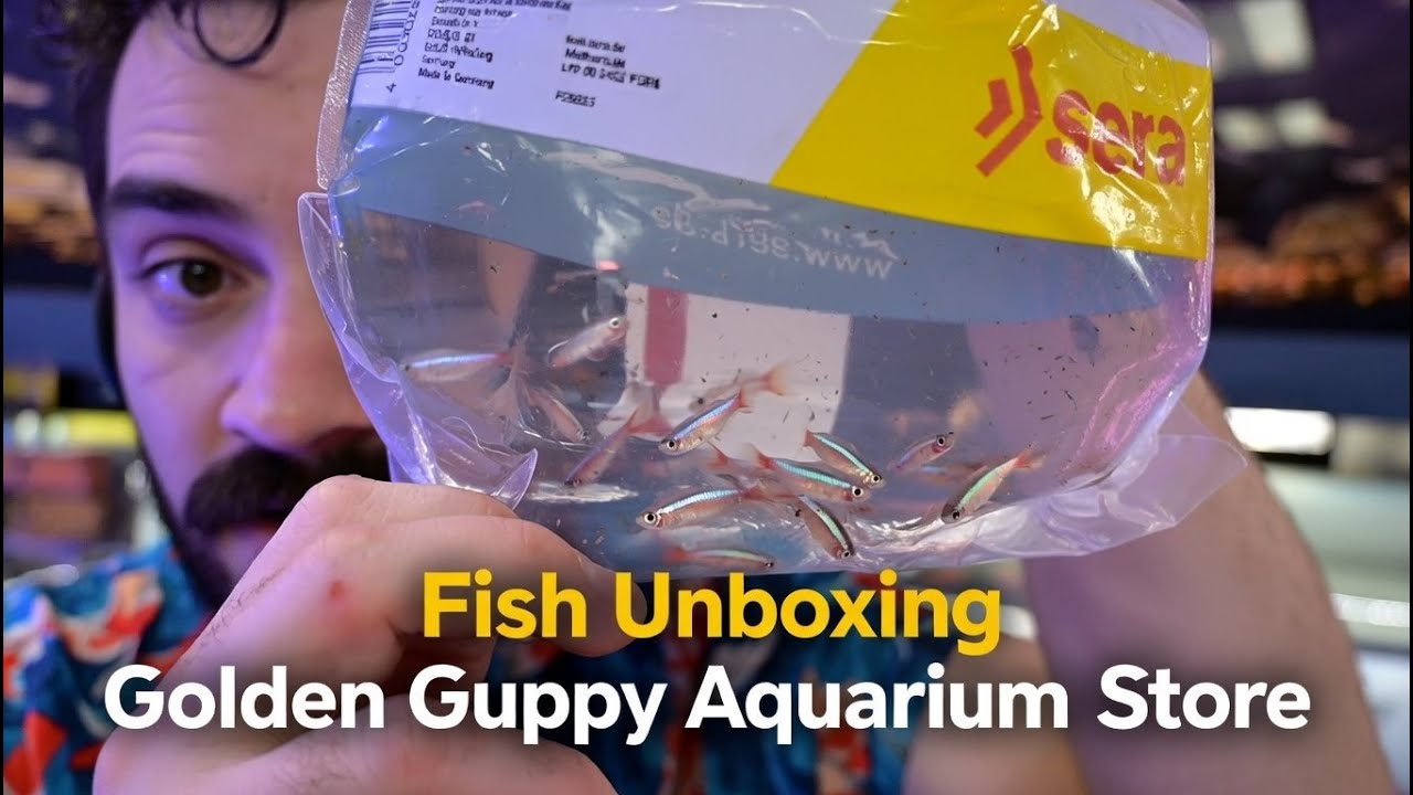 Unboxing Aquarium Fish at the Golden Guppy