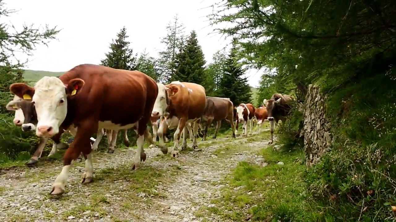 Le mucche e i campanacci