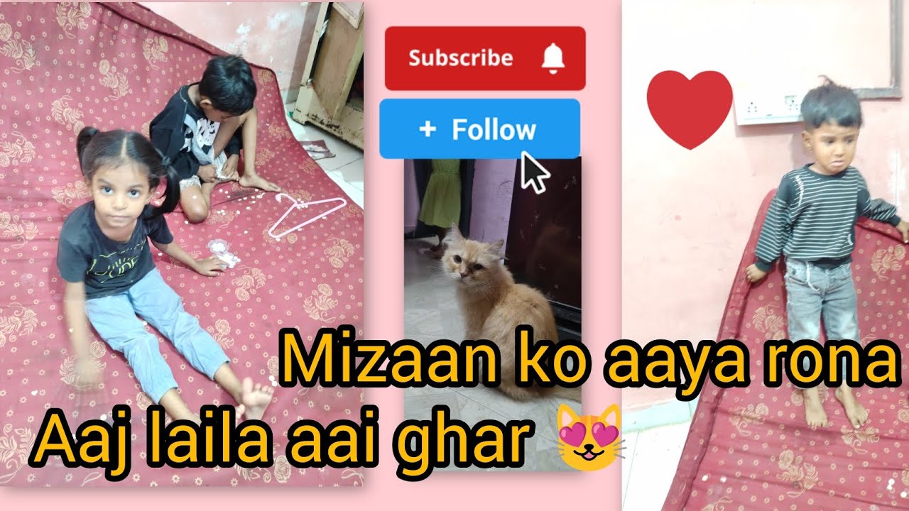 Mizaan Aur Laila Ki Cute Story🥰 |Aaj Laila AayiGhar#CatLover#PetCat#CuteCat#HaniyaCat#viral#shortvid